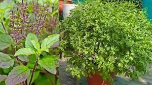 તુલસીના છોડ પાસે આ 5 વસ્તુઓ ન રાખો, ઘરના દરેક ખૂણામાં ગરીબી પ્રવેશશે, કામ બગડવા લાગશે