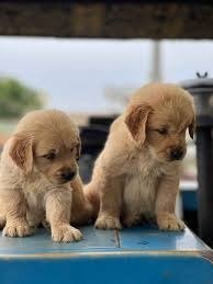 વાસ્તુ ટિપ્સ: આ પ્રાણીઓને પાળવાથી સુખ અને સમૃદ્ધિ મળે છે, મોટામાં મોટું સંકટ પણ દૂર થાય