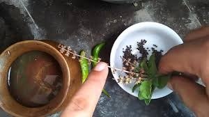 તુલસી કે ઉપાય: તુલસીની કળીઓના આ ઉપાયોથી, જીવનમાં કોઈ ભય તમને સતાવશે નહીં, મા લક્ષ્મી પ્રસન્ન થશે