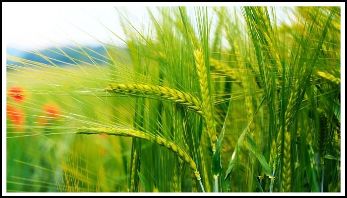 રવિ પાકોનું વાવેતર શરુ થાય તે પહેલા જ સરકારે જાહેર કર્યા ટેકાના ભાવ, જાણો વિગત