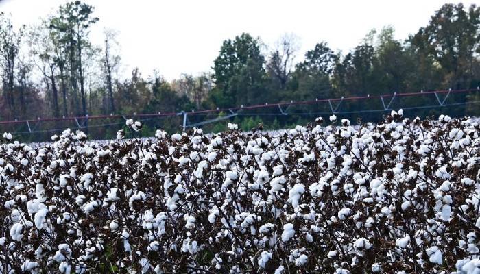ખેડૂતો માટે રાહતના સમાચાર: સરકાર રૂ. 8060 પ્રતિ ક્વિન્ટલના ટેકાના ભાવે કરશે કપાસની ખરીદી