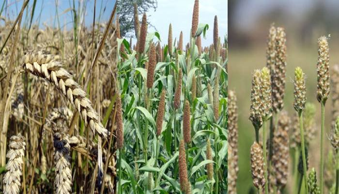 રવી પાક વાવણીમાં જબરદસ્ત વધારો: 20.8 મિલિયન હેક્ટરમાં વાવેતર પૂર્ણ, ઘઉં અને તેલીબિયાંમાં તેજી