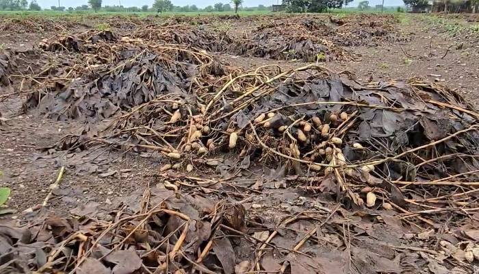 ગુજરાતમાં 16 હજાર ગામોનો સર્વે પૂર્ણ, 42 લાખ હેક્ટર વિસ્તારમાં પાકમાં થયું નુકસાન