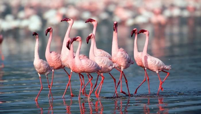 કચ્છના રાપરના રણમાં લાખોની સંખ્યામાં ફ્લેમિંગો પક્ષીઓનું આગમન