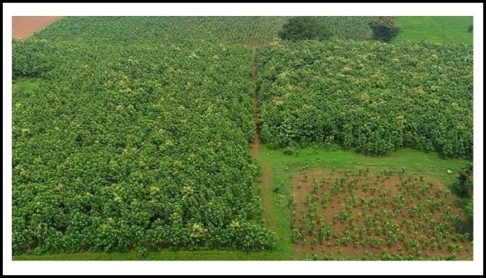 રાજ્યમાં વન વિસ્તારમાં વાવેતરની કામગીરી પર ફોકસ, જાણો છેલ્લા 3 વર્ષનો ડેટા