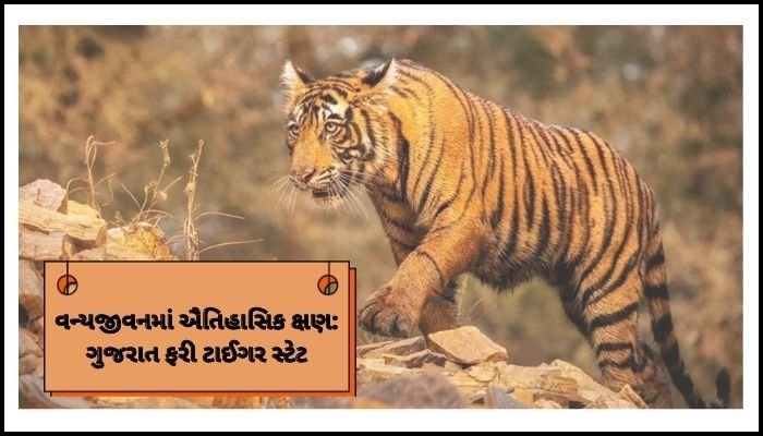 33 વર્ષ બાદ ગુજરાતને ફરી ‘ટાઈગર સ્ટેટ’(‘Tiger State’)નો દરજ્જો વન્યજીવન સંરક્ષણ ક્ષેત્રે રાજ્યની ઐતિહાસિક સિદ્ધિ