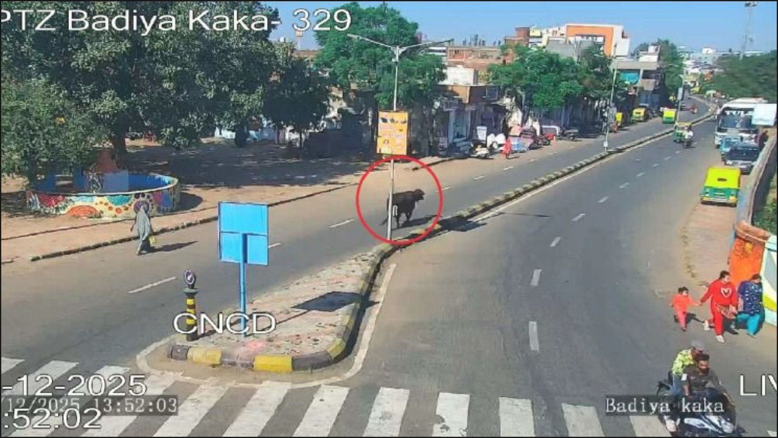 Ahmedabad : રખડતી ગાયને ભીડમાં ઓળખીને તેના માલિકની ઓળખ ઉજાગર કરશે CCTV અને AI, જાણો શું છે મામલો