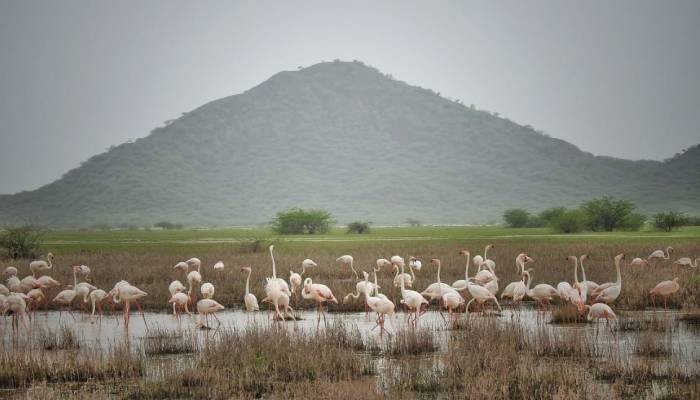 પોરબંદરમાં આંતરરાષ્ટ્રીય વેટલેન્ડ સેમિનાર; બે નવા વેટલેન્ડને રામસર સાઈટ બનાવવા પ્રસ્તાવ