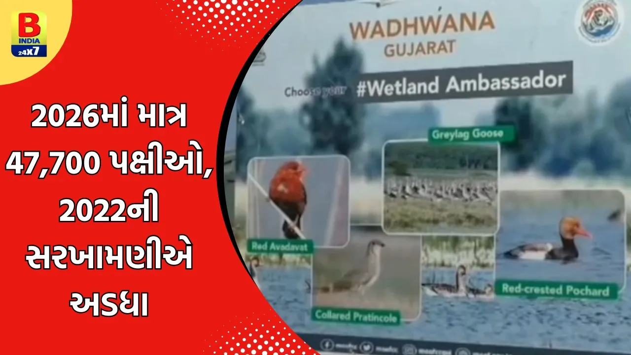 Vadodara : વઢવાણા તળાવમાં પક્ષીઓની સંખ્યામાં મોટો ઘટાડો | #vadodara