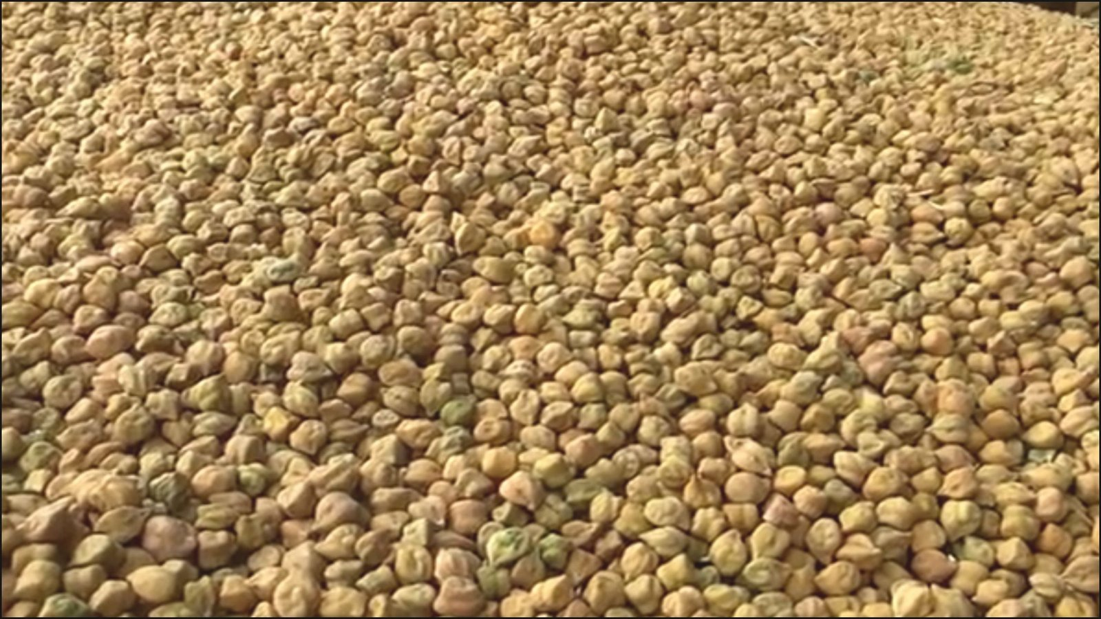 વર્ષ 2026-27 માટે ખેડૂતો પાસેથી સરકાર કરશે ચણા અને રાઇની ટેકાના ભાવે ખરીદી , જાણો ક્યારે શરૂ થશે નોંધણી પ્રક્રિયા