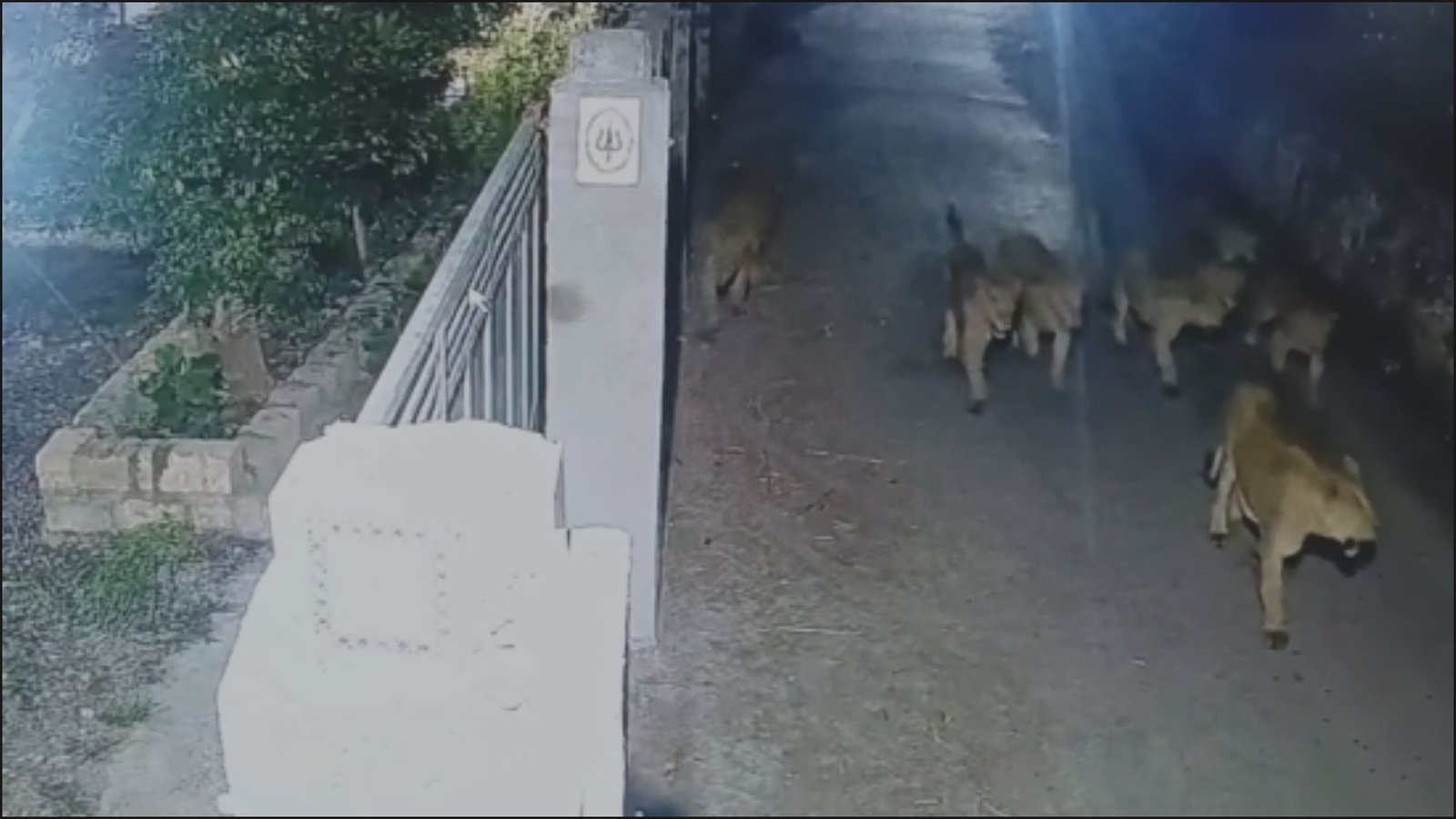 કોડીનારના સિંધાજ ગામે સિંહ પરિવારની લટાર, જુઓ વીડિયો