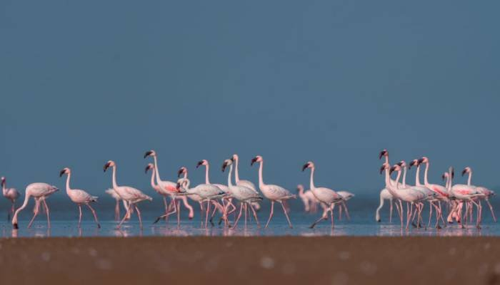 વિશ્વ વેટલેન્ડ દિવસ 2026: કચ્છનું છારી-ઢંઢ બન્યું ગુજરાતનું પાંચમું રામસર સાઇટ