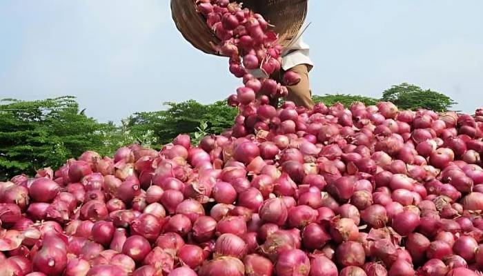 સૌરાષ્ટ્રમાં ડુંગળીના ભાવની ઘટ્યા, ખેડૂત મફતના ભાવે વેચવા મજબૂર