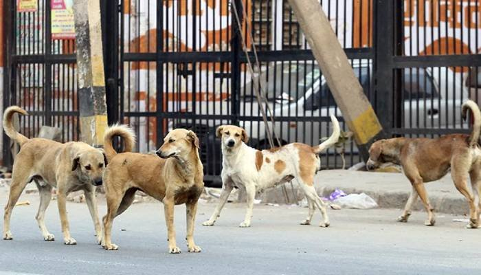 રાજ્ય શિક્ષણ વિભાગે સ્પષ્ટતા આપી, શિક્ષકોએ રખડતાં કૂતરાં ગણવાની કોઈ ફરજ નહીં