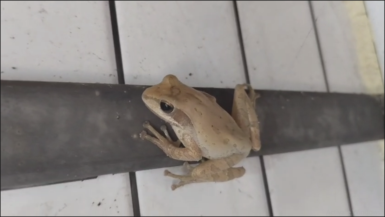 અંકલેશ્વરમાં દુર્લભ વૃક્ષવાસી દેડકાની પ્રજાતીનો શોધ, પર્યાવરણપ્રેમીઓમાં ઉત્સાહ અને ઉત્સુકતા