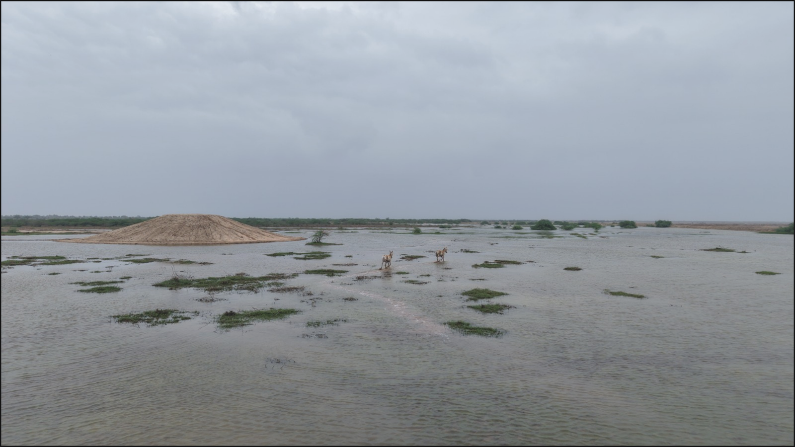 કચ્છના નાના રણ વિસ્તારમાં વન વિભાગની નવતર પહેલ: જળ અને જમીન સંરક્ષણ થકી વન્યજીવ સૃષ્ટિનું થશે સંવર્ધન