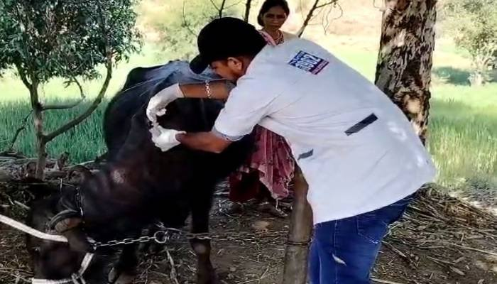 ગાંધીનગર: દૂધ ઉત્પાદનમાં આગવું ગણાતું ગુજરાત, પરંતુ પશુ તબીબોની અછતનો પ્રશ્ન ફરી ચર્ચામાં