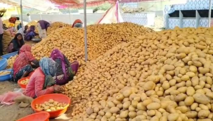 રાજ્યમાં બટાકાના ભાવમાં ધરખમ ઘટાડો, ખેડૂતોની સરકારને રાહત પેકેજની માંગ