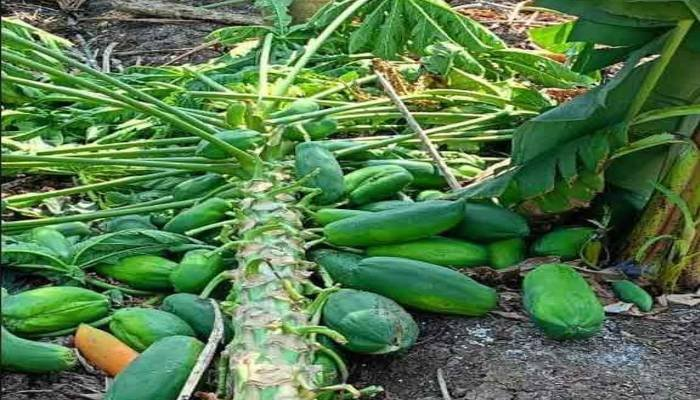 વાવાઝોડાનો કહેર: માંગરોળ ગામમાં ખેડૂતના 700 કિલો પપૈયાં બરબાદ, સહાયની માંગ