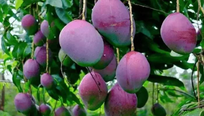 દુનિયાની સૌથી મોંઘી કેરી – 1 કિલો માટે લાખનો ખર્ચ!