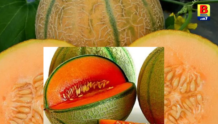 ખરબુચા  ખરીદતી વખતે ન કરો આ ભૂલો, ઘરે આવીને આવું રાખશો તો લાંબા સમય સુધી રહેશે તાજું