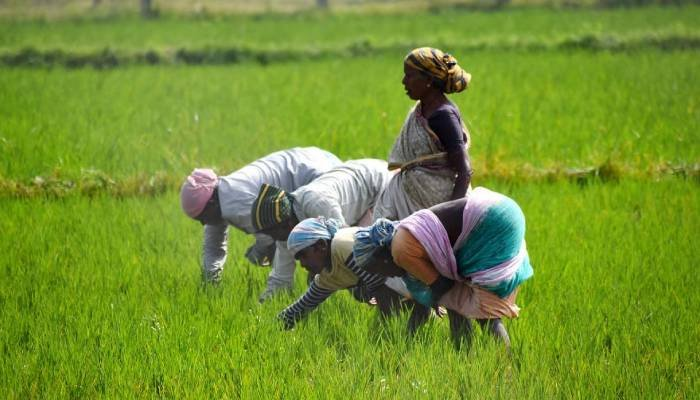બિયારણ-ખાતરના વેચાણમાં ગેરરીતિ કરનારાઓ સામે સરકારનો કડક વલણ, હવે સીધી પોલીસ ફરિયાદ અને જેલની સજા