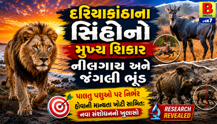 2026 : સિંહોના શિકાર અંગેનો મોટો ભ્રમ તૂટ્યો! રિસર્ચમાં થયો ચોંકાવનારો ખુલાસો, પશુપાલકો માટે રાહતના સમાચાર