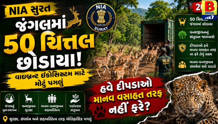 સુરત: જંગલમાં ૫૦ ચિત્તલ છોડાયા, હવે દીપડાઓ માનવ વસાહત તરફ નહીં ફરે?2026
