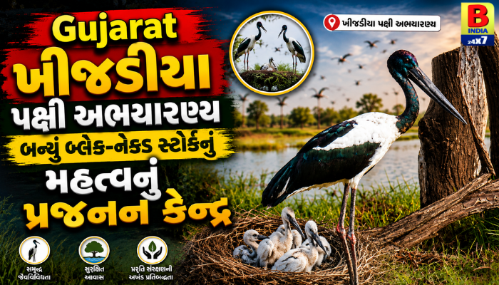 Gujarat ખીજડિયા પક્ષી અભયારણ્ય બન્યું બ્લેક-નેક્ડ સ્ટોર્કનું મહત્વનું પ્રજનન કેન્દ્ર  Wildlife Paradise 2026