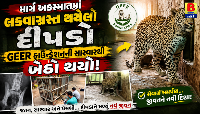 માર્ગ અકસ્માતમાં લકવાગ્રસ્ત થયેલો દીપડો GEER ફાઉન્ડેશનની સારવારથી બેઠો થયો બે પગે! Miracle 2026