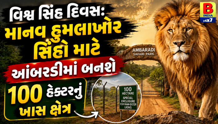 વિશ્વ સિંહ દિવસ: માનવ હુમલાખોર સિંહો માટે આંબરડીમાં બનશે100  હેક્ટરનું ખાસ ક્ષેત્ર Smart Solution