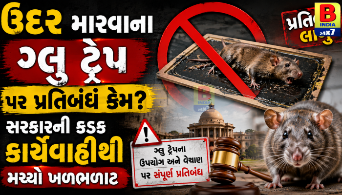 ઉંદર મારવાના ગ્લુ ટ્રેપ પર પ્રતિબંધ કેમ? સરકારની કડક કાર્યવાહીથી મચ્યો ખળભળાટ 2026 Complete Ban,