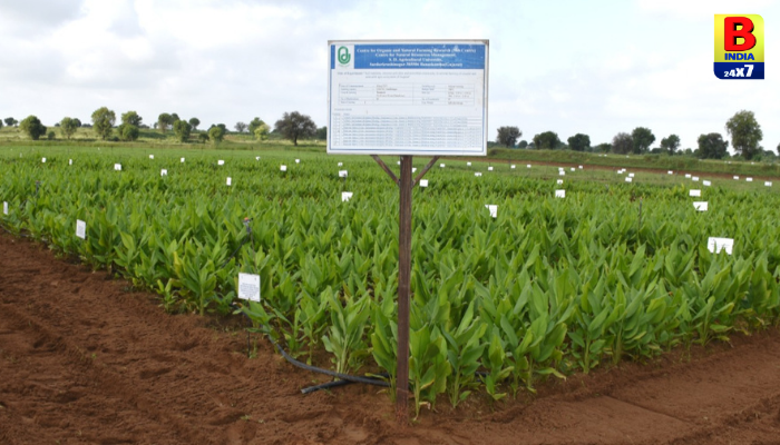 Gujarat Natural Farming Breakthrough 2026: પ્રાકૃતિક ખેતીથી હળદરનું બમણું ઉત્પાદન..
